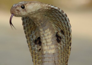 Indian cobra snake head