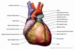 Anatomy_Heart_English_Tiesworks