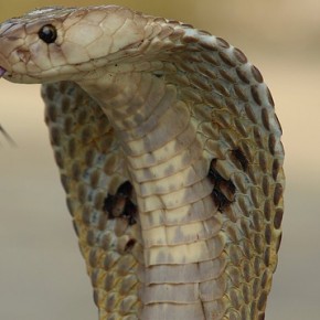 Is it safe to eat snakes?