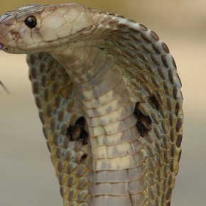Is it safe to eat snakes? Is it safe to eat snakes?