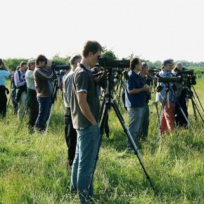 Bird-watching is the new NASCAR