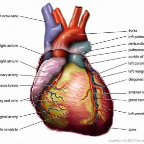 An article about arteries. And runners. And tribes.